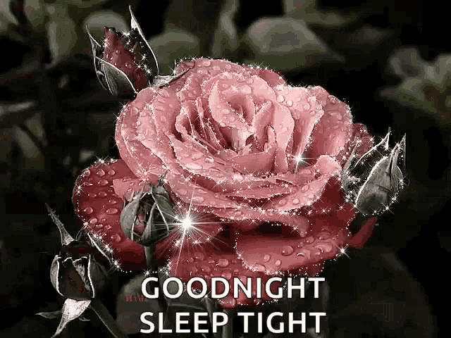 a pink rose with water drops on it and the words `` goodnight sleep tight '' below it .