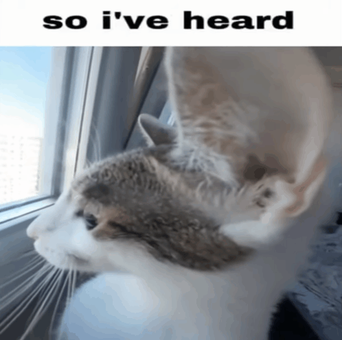 Meme Cat GIF - Meme Cat Cat Meme GIFs