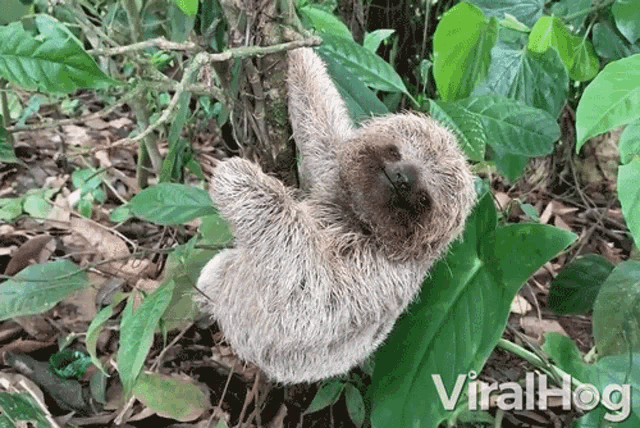 Sloth Chilling GIF - Sloth Chilling Hanging Out GIFs