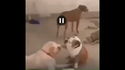 a group of dogs are standing next to each other in a room with a pause button .