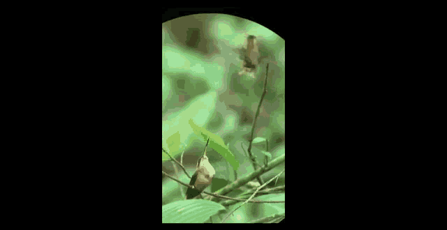 a hummingbird is perched on a tree branch in the woods .