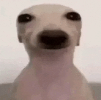 a close up of a dog 's face with a very large nose .