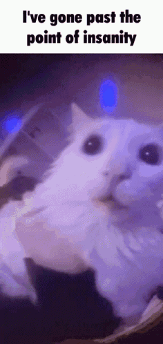 Cat Insane Cat GIF - Cat Insane Cat Meme GIFs