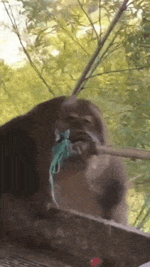 a monkey is holding a stick in its mouth while standing on a ledge .