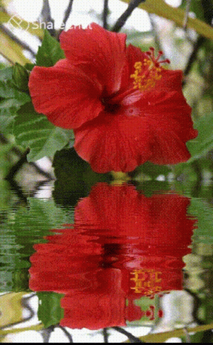 लालफूल जसवंती GIF - लालफूल जसवंती प्रतिबिंब GIFs
