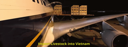 Vietnam Livestock Export Industry Livestock Exporters Australia GIF