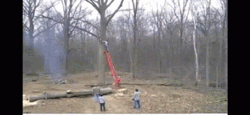 Tree Limb Fail GIF - Tree Limb Fail Tree Logging GIFs