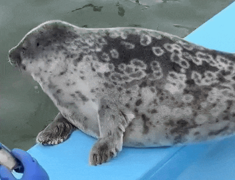 a seal is laying on a blue ledge next to a person wearing blue gloves .