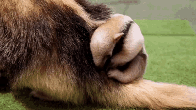 a small animal is laying on a dog 's tail