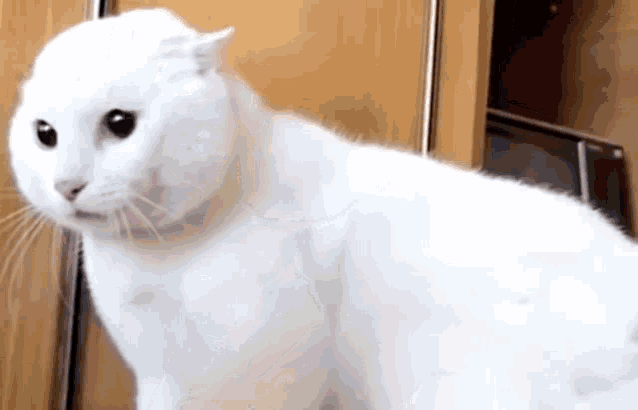 White Cat Cat Scares GIF - White Cat Cat Scares Cat Scared GIFs
