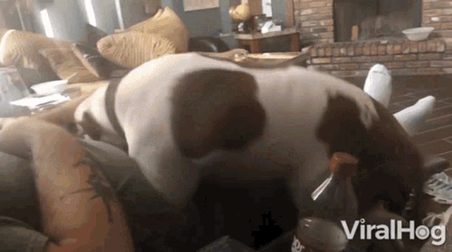 Snuggle Let Me Sit Here GIF - Snuggle Let Me Sit Here Clingy Dog GIFs