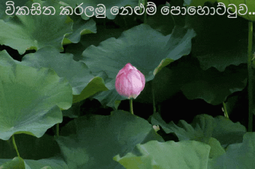 Pwunion Nhda Bloom GIF - Pwunion Nhda Bloom GIFs