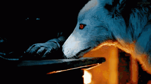 a white wolf with red eyes is licking a piece of wood in a dark room