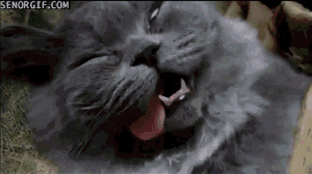 a close up of a cat yawning with its tongue hanging out .