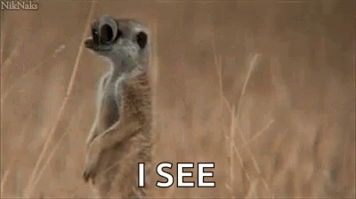 Meerkat Googly GIF - Meerkat Googly Eyes GIFs