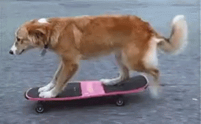 Dog Skating GIF - Dog Skating GIFs