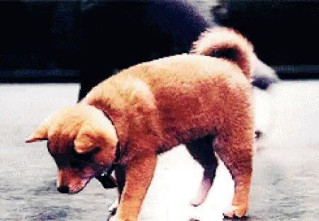 Got An Itch GIF - Smell Dog Sniff GIFs
