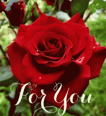 Special For You GIF - Special For You Roses GIFs
