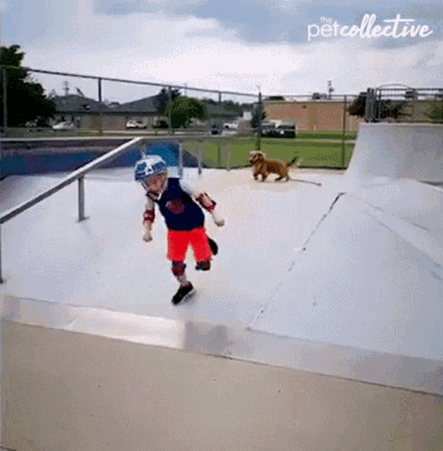 Running The Pet Collective GIF - Running The Pet Collective Chasing GIFs