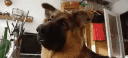 a german shepherd is standing in a living room looking up at the camera .