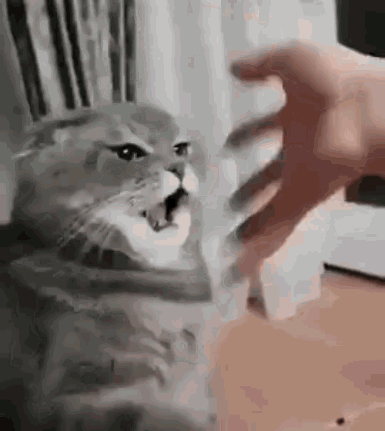 Annoy Cat GIF - Annoy Cat Staring Cat GIFs