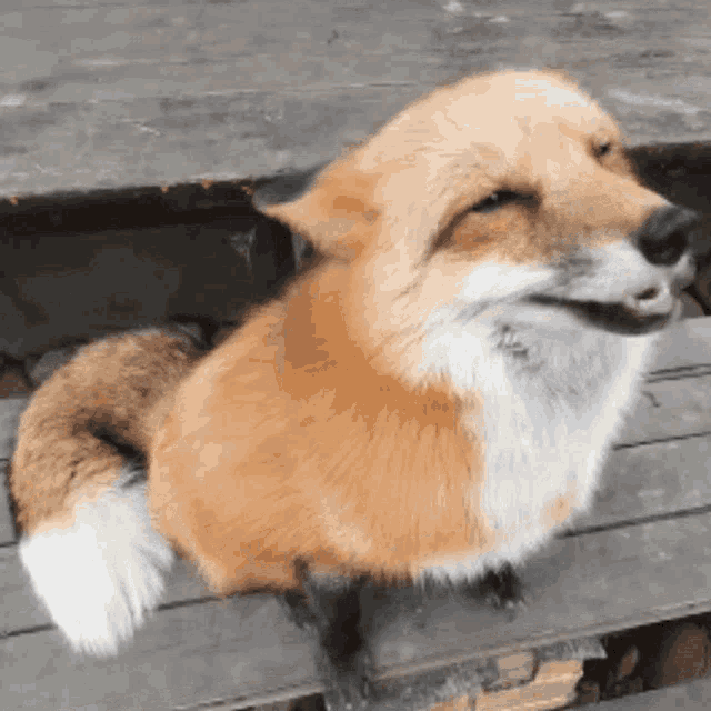Fox Pet GIF - Fox Pet GIFs