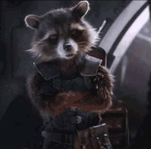 Rocket Oh Come On GIF - Rocket Oh Come On Really GIFs