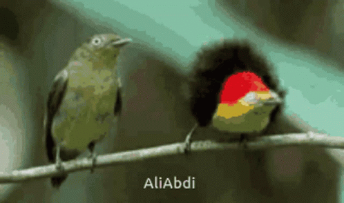 Birds GIF - Birds GIFs