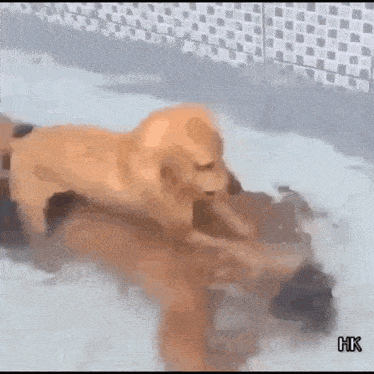 a dog is laying on top of a person in a pool .