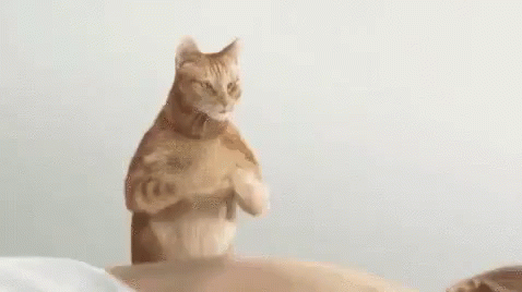 Massagem Gatofazendomassagem Mefazmassagem GIF - Massage Cat Giving A Massage Give Me A Massage GIFs