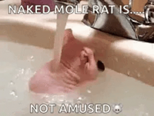 Naked Mole GIF - Naked Mole Rat GIFs