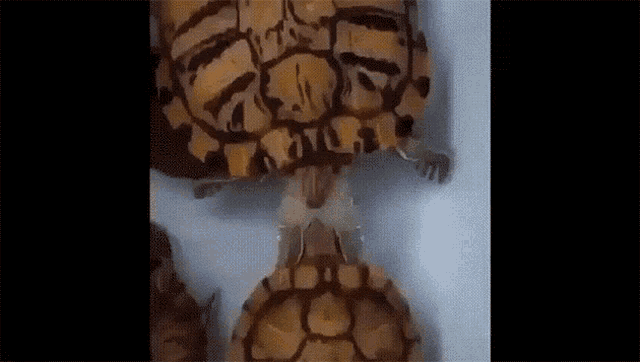 Turtle Funny GIF - Turtle Funny Cute GIFs