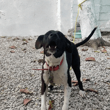 a black and white dog wearing a red collar stands on gravel