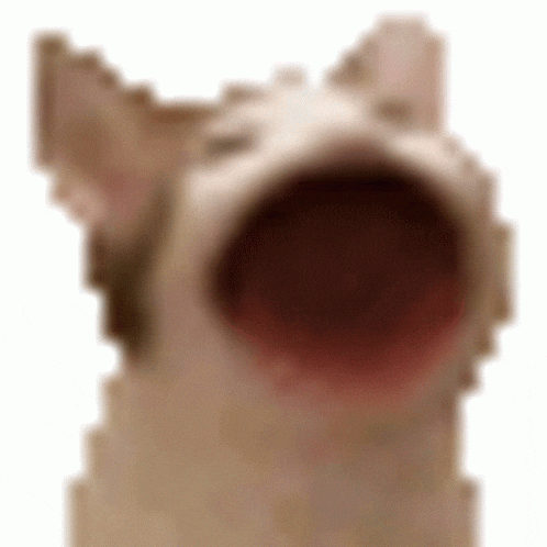 a close up of a dog 's face with its mouth open on a white background .