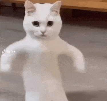 a white cat is standing on its hind legs on a marble floor .