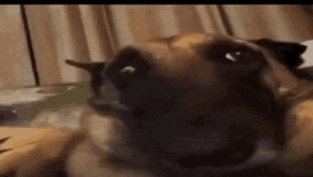 a close up of a dog 's face with its eyes closed