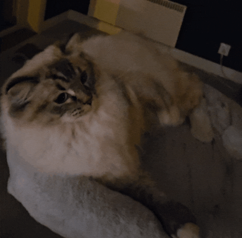 a person is brushing a cat 's fur with a comb