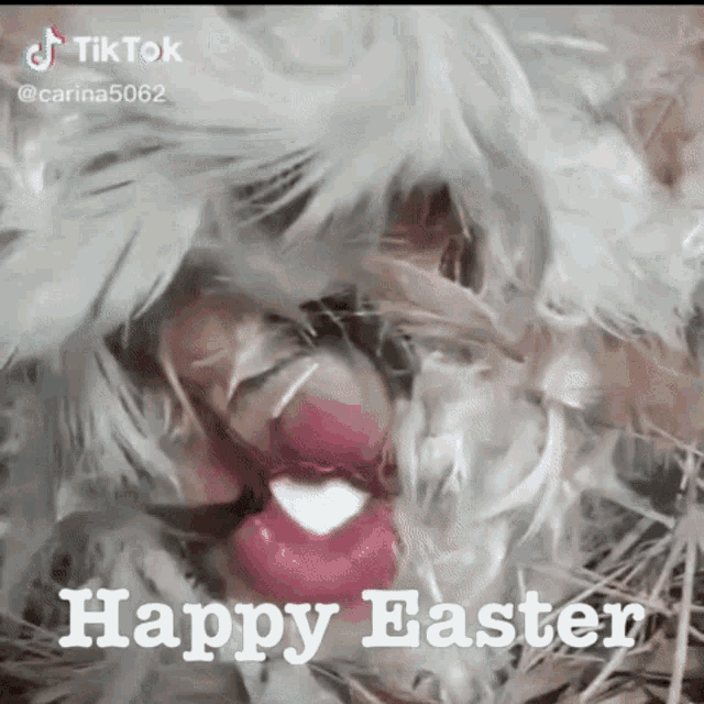Happy Easter Funny GIF - Happy Easter Funny Egg GIFs