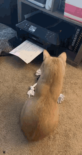 a dog is looking at a canon printer while playing with a toy