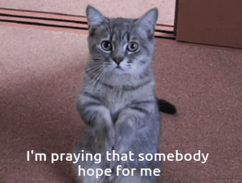 Im Praying That Sombody Hope For Me Cat GIF - Im Praying That Sombody Hope For Me Cat Enemy GIFs