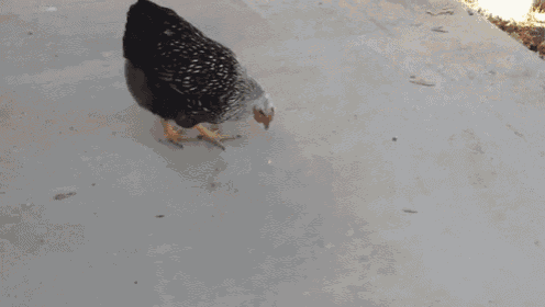 Laser Pointer Chickens  GIF - Chickens Laser Funny GIFs