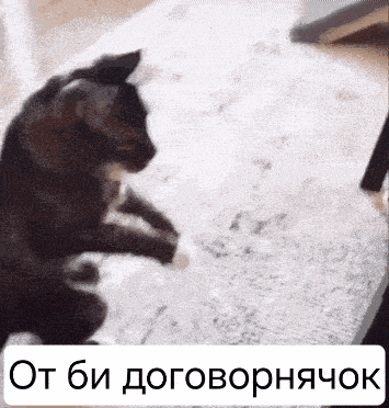 a black and white cat is sitting on a carpet with a caption in a foreign language