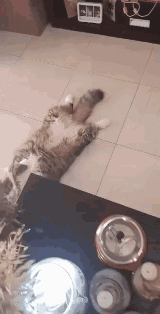 a cat is laying on its back on the floor next to a table .