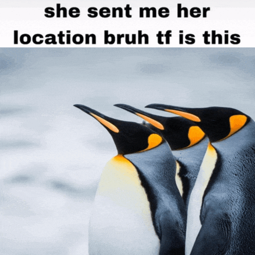three penguins are standing next to each other and the caption says she sent me her location bruh tf is this