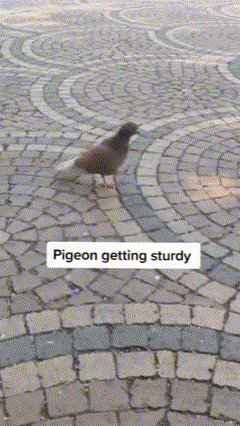 Pigeon Sturdy GIF - Pigeon Sturdy Pigeon-sturdy GIFs