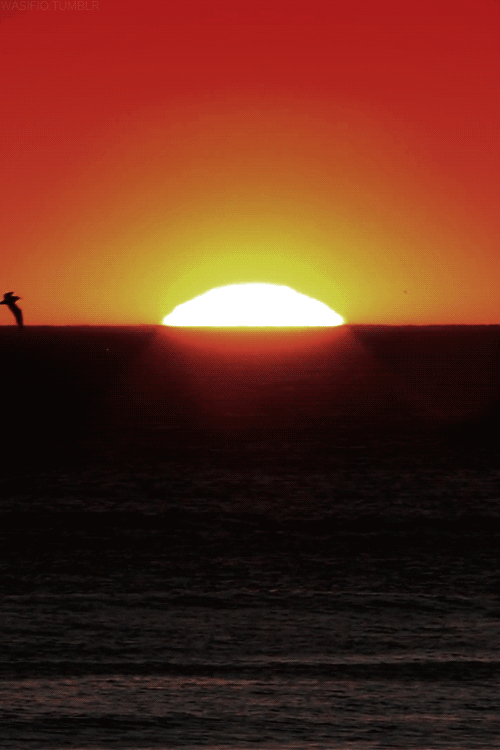 Birdy Sunset GIF - Sunset Ocean Bird GIFs