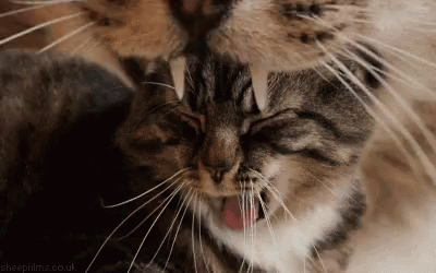 Cat Yawn GIF - Cat Yawn Fang GIFs