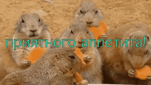a group of squirrels eating carrots with the words " приятного аппетита " written in blue