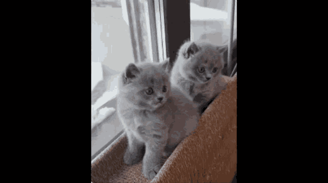 two gray kittens are sitting next to each other on a cat tree .