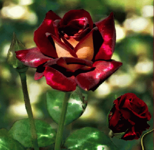 Flower Rose GIF - Flower Rose Red Rose GIFs